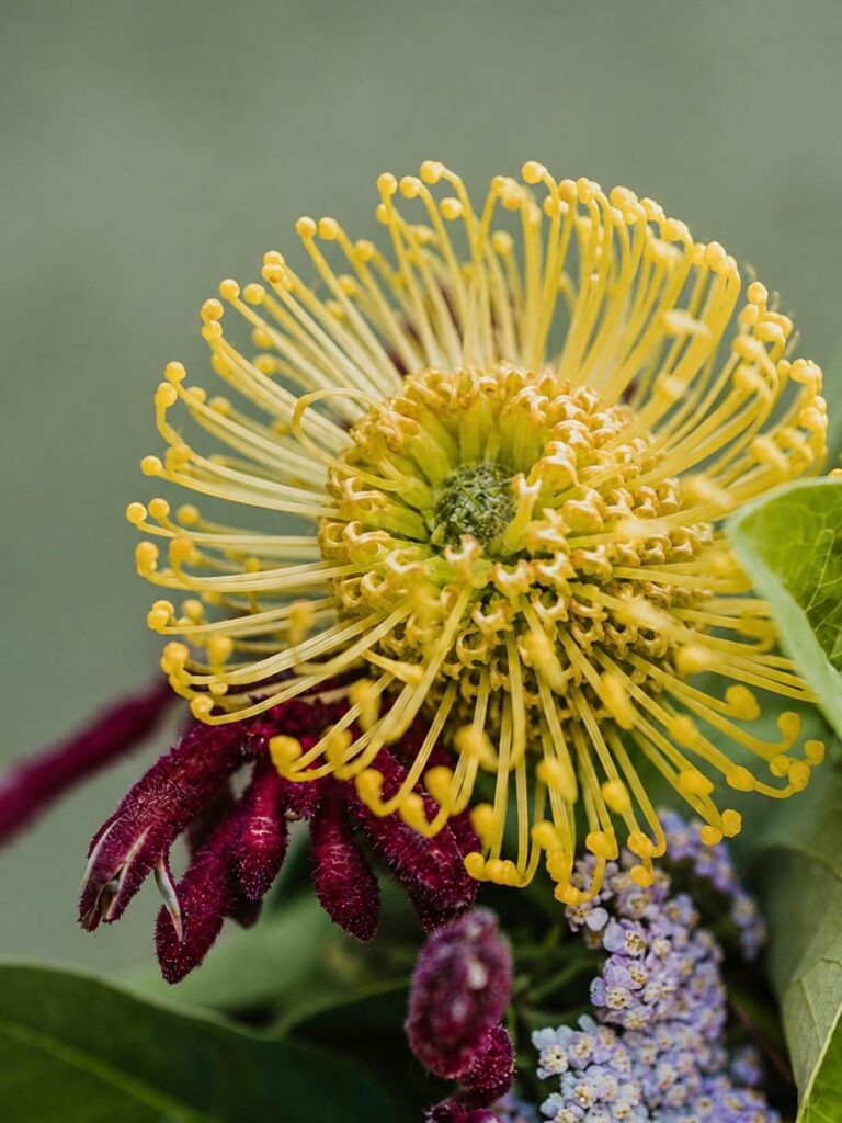 Nadelkissenblüte als pflanzliches Motiv für natürliche Wirkstoffe und hochwertige Hautpflege